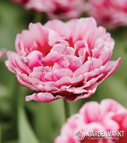 Tulipan Pełny Dazzling Desire 5 szt.