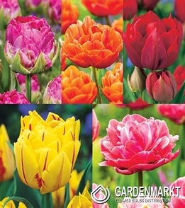 Zestaw Tulipan Pełny "6" 11/12
