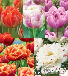 Zestaw Tulipan Pełny "7" 11/12