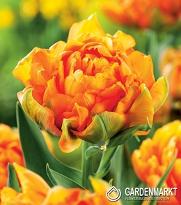 Tulipan Dla Kolekcjonera Orca 5 szt.