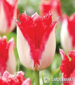 Tulipan Strzępiasty Sweets Paradise 5 szt.