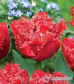 Tulipan Strzępiasty Bendigo 5 szt.