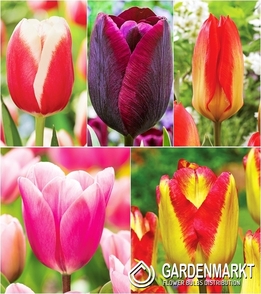 Zestaw Tulipan Triumph "7"  11/12