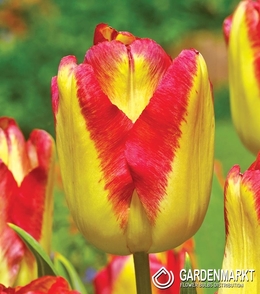 Tulipan Triumph Cape Town 5 szt.