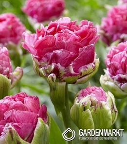 Tulipan Lodowy Pop Up Pink 1 szt.
