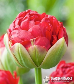 Tulipan Lodowy Pop Up Red 1 szt.