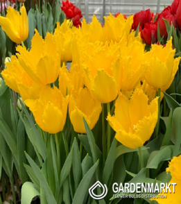 Tulipan Strzępiasty  Sunny Time 5 szt.