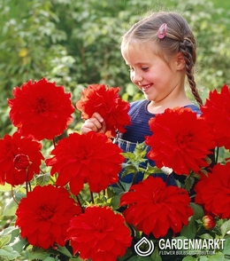 Dalia Talerzowa Babylon Red 1 szt.