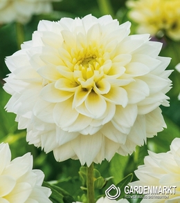 Dalia Dekoracyjna Polar Ice 1 szt.