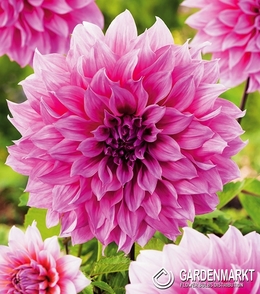 Dalia Dekoracyjna Arthur Hambley 1 szt.