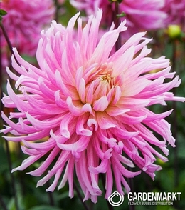 Dalia Kaktusowa Hollyhill Cotton Candy 1 szt.