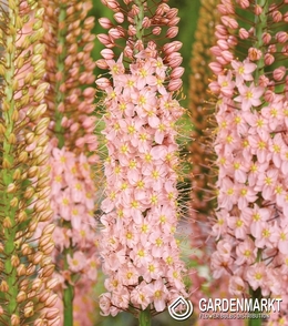 Eremurus - Pustynnik Romance 1 szt.