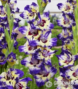 Gladiolus-Mieczyk Circus Color 5 szt.