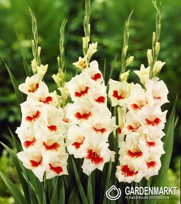 Gladiolus-Mieczyk Ajax 5 szt.