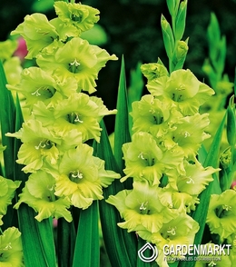 Gladiolus-Mieczyk Bowie 5 szt.