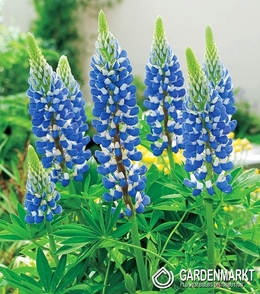 Lupinus-Łubin Niebieski 1 szt.