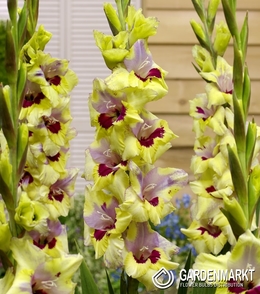 Gladiolus-Mieczyk Oracle 5 szt.