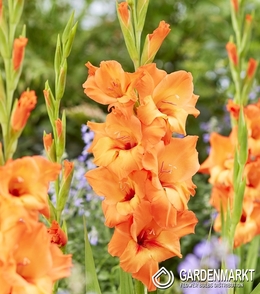 Gladiolus-Mieczyk Prince of Orange 5 szt.