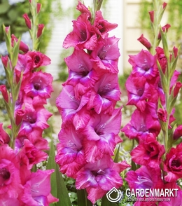 Gladiolus-Mieczyk Lumierre 5 szt.