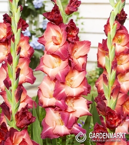 Gladiolus-Mieczyk Guinea 5 szt.
