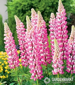 Lupinus-Łubin Różowy 1 szt.