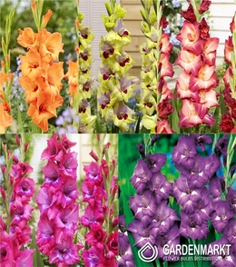 Zestaw Gladiolus - Mieczyk "25" 12/14