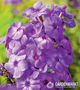 Phlox - Płomyk Wiechowaty Fioletowy 1 szt.