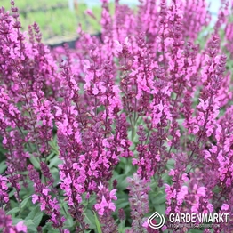 Szałwia Omszona Pink Field 1 szt.