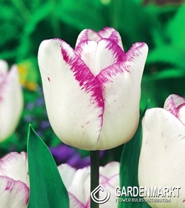 Tulipan Triumph Shirley 5 szt.