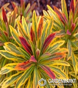 Wilczomlecz Ascot Rainbow 1 szt.