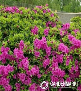 Azalia Konigstein 1 szt.