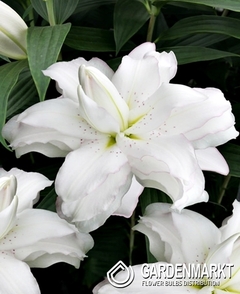Lilia Orientalna Lotus Beauty 1 szt.