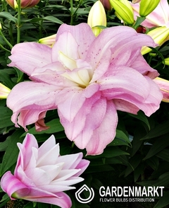 Lilia Orientalna Lotus Spring 1 szt.