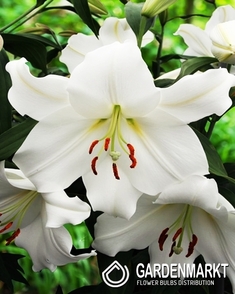 Lilia Orientalna Siberia 1 szt.