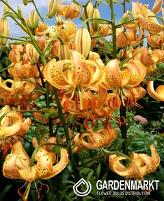 Lilia Martagon Peppard Gold 1 szt.