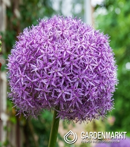 Allium - Czosnek Universe 1 szt.
