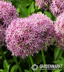 Allium - Czosnek Atlas 1 szt.