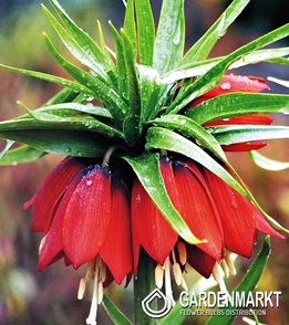 Fritllaria - Szachownica Cesarska Czerwona XXL 1 szt.