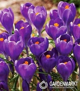 Krokus Wielkokwiatowy Blue Ocean 10 szt.
