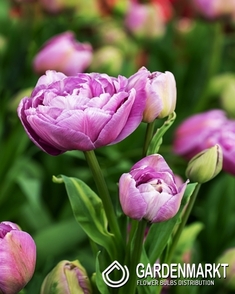 Tulipan Pełny Dancing Passion 5 szt.
