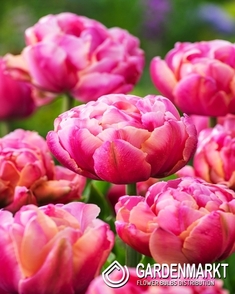 Tulipan Pełny Pink Cameo 5 szt.