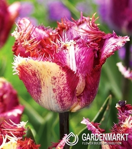 Tulipan Strzępiasty Color Fusion 5 szt.