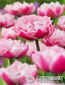 Tulipan Strzępiasty Sugar Crystal 5 szt.