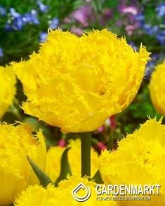 Tulipan Strzępiasty Pełny Lemon Shoot 5 szt.