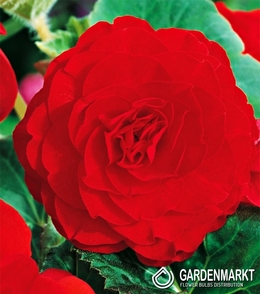 Begonia Podwójna Czerwona 1 szt.