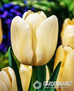 Tulipan Triumph Creme Flag 5 szt.