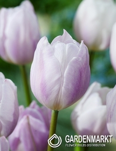 Tulipan Triumph Silver Cloud 5 szt.