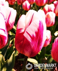 Tulipan Triumph Bojangels 5 szt.
