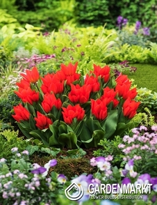 Tulipan Botaniczny Praestand Fusiller 5 szt.