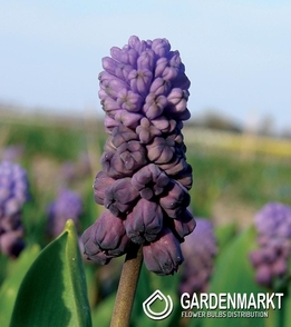 Muscari - Szafirek Purple Rain 5 szt.